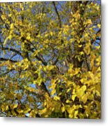 Common Lime In Autumn Metal Print