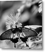 Common Mormon Butterfly In Black And White Metal Print