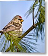 Common Redpoll Bird Metal Print