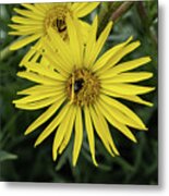 Compassplant Silphium Laciniatum Yellow Flower Metal Print