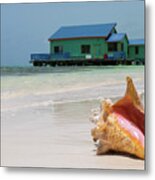 Conch Shell At Tranquility Bay Metal Print