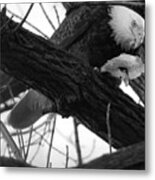 Conowingo Maryland Eagle Lunch Black And White Metal Print