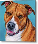 Cooper The Pitbull Terrier Metal Print