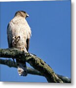 Cooper's Hawk Holding Claw Metal Print