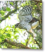 Cooper's Hawk Juvenile Learning To Fly Metal Print