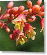 Coral Glow Texas Yucca Blossoms - Hesperaloe Metal Print