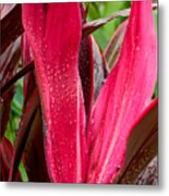 Cordyline Metal Print