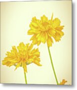 Coreopsis Metal Print