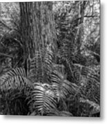 Corkscrew Swamp Ferns And Cypress Metal Print