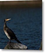 Cormorant Perched Metal Print