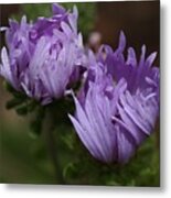 Stoke's Aster Flower Metal Print