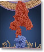 Coronavirus Spike Protein And Receptor, Illustration Metal Print