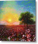 Cotton Field Sunset Metal Print