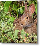 Cottontail Rabbit At Fort Macon State Park Metal Print