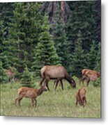 Cow Elk With Calves Metal Print