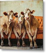 Cows Just Chillin Metal Print