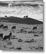 Cows Pacific Coastline California Big Sur Bw Metal Print