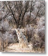 Coyote Metal Print