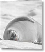 Crabeater Seal Frozen Drool Pile Bw-sc Metal Print