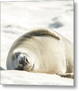 Crabeater Seal Frozen Drool Pile Raw Color Metal Print