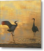 Crane Mating Dance #3 Metal Print