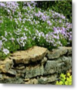 Creeping Phlox Metal Print