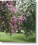 Crepe Myrtles 5263 Metal Print