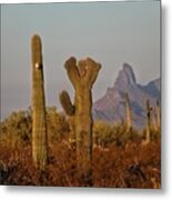 Crested Cactus Mountain Metal Print