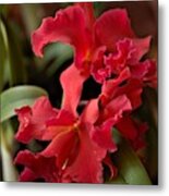 Crimson Cattleya Orchids Metal Print
