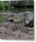 Crocodile Metal Print