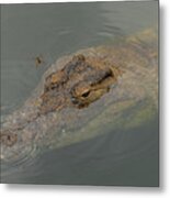 Crocodile With Dragonfly Metal Print