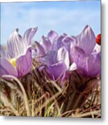 Native Pasque Flowers Or Crocus On A Coulee Pasture With Ladybug Metal Print