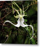 Crooked Ghost Orchid Metal Print