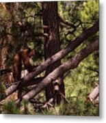 Cub In El Dorado National Forest, California, U.s.a.-4 Metal Print