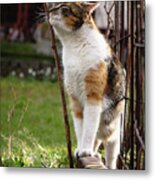 Cuddly Cat Scratches On A Twig In The Orchard. Metal Print