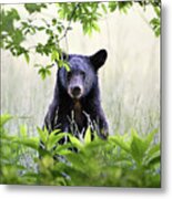 Curious Bear Cub - Animal Portraits Metal Print