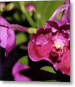 Curled Orchids Metal Print