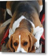 Cute Beagle 5 Metal Print