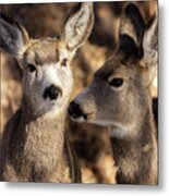 Cute Pair Of Mule Deer Metal Print