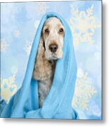 Cute Spaniel Dog Wrapped In Blue Blanket Metal Print