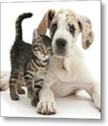 Cute Tabby Kitten With Great Dane Puppy Metal Print