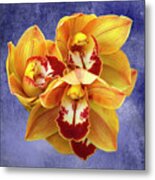 Cymbidium Orchids Metal Print