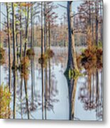 Cypress Trees 03 Metal Print