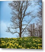 Daffodil_2486 Metal Print