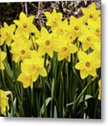 Daffodils Stand Together Metal Print