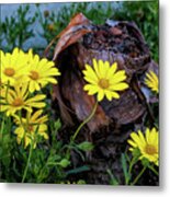 Dahlberg Daisies And Dormant Stomp Metal Print