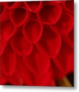 Dahlia 4384 Metal Print