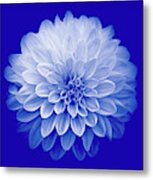 Dahlia Iv On Blue Background Metal Print