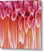 Dahlia Metal Print