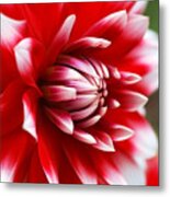 Dahlia Red With White Flower Metal Print